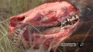 Gruesome Livestock Mutilations | The Unexplained Files