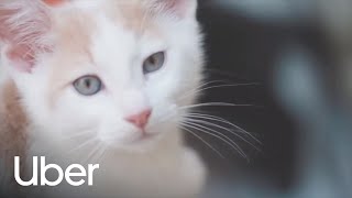 UberKITTENS On Demand 2016 | Uber
