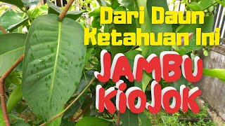 SI PALING CANTIK Pucuknya, Daun Lebar Melengkung, Yok Kenalan dengan Pohon Jambu Khiojok/Khio Giok