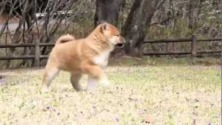 柴犬子犬赤柴雌ID:1485　2012.02.24生まれ　2012.04.16撮影 柴犬.net  shiba inu