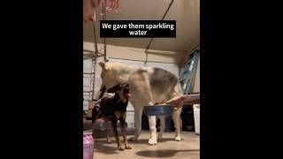 Dog: I’ll never drink sparkling water again, I swear! #dog #dogvideos #foryou #funnydogs #cutedog