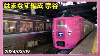 【51D】はまなす編成の特急 宗谷を見てきた！ 札幌駅 キハ261系5000番台 2024/03/09