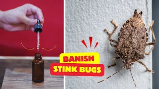 Try This Simple Hack Now To Banish Stink Bugs Forever | Eco-Friendly \u0026 Effective