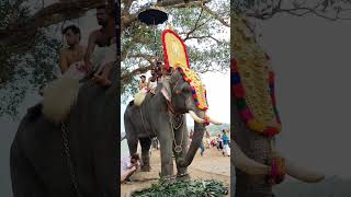 #valluvanad #pooram #ulsavam #keralatraditional #festival #manojpulassery#thrithala