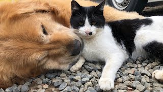 『ゴールデンレトリバー』猫と犬が一緒に寝たら最強すぎたって話