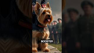 Smoky the Yorkie: WWII's Tiniest Hero.#smoky #wardog #doglover #ww2