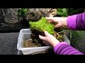 making a rehabilitation terrarium for orchids