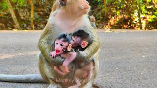 Good mother monkey want to hursing two babies monkey long time