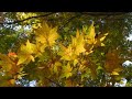 紅葉の森　フィナーレ　④　福智山ろく花公園　福岡県直方市永満寺