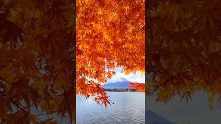 河口湖で紅葉と富士山📲2024/11/27Autumn leaves and Mt.Fuji in lake  Kawaguchi #shorts