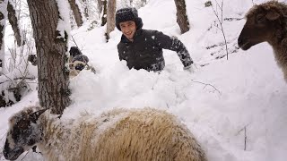 Extraordinary Winter Shepherd Tradition -  Talesh Mountains in IRAN