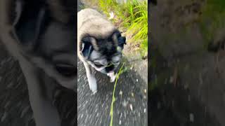 Pug  Maria.18:01