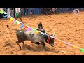 puthupatti jallikattu 2024 videos 04 க.புதுப்பட்டி ஜல்லிக்கட்டு 2024 videos 04