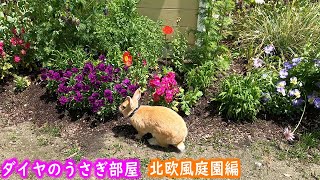 【首輪をつけたうさぎ】北欧風庭園でうさんぽ[Rabbit with a collar] Usanpo in a Scandinavian garden