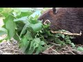 fun video of a young beaver searching for a snack