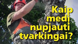 Pavojingų medžių pjovimas | medžių genėjimas - Aplinkos darbai