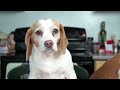 funny chef dog makes smoothies funny dog maymo