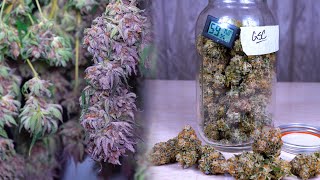 DRYING & CURING CANNABIS FOR BEGINNERS