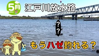 5月上旬の江戸川放水路でハゼは釣れるのか？ ボート屋の桟橋で2023年の初ハゼ釣りの結果はまさかの・・