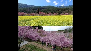 武陵農場\u0026福壽山農場之旅 2024