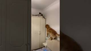 Cats and dogs#funnycats #funnyanimals #petvideos #cat  #fyp #usa #longervideos