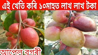 আপেল বগৰী খেতিৰ বিষয়ে কিছু কথা