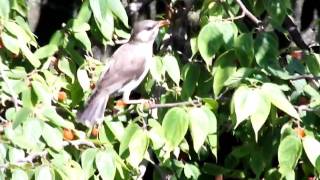 110622ムクドリ木の実食べる