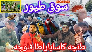 ⬅️سوق الاحد #طنجة🔝 للطيور فلوجة أثمنة طيور جد مناسبة تحيه لتجار الطيور✌️💯