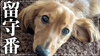 愛犬のお留守番の様子を撮影してみた！【カニンヘンダックス】