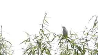 オオヨシキリとホオジロの鳴き声。