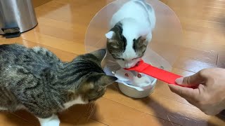 子猫の時よりも食べさせてもらう豆大福がかわいい