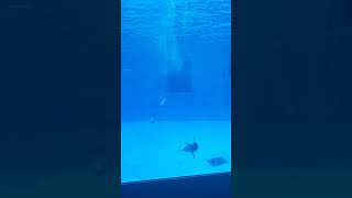 20170928名古屋港水族館療癒小海豚戳泡泡