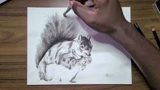 Elusive Arts, time-lapse drawing of a Squirrel!!!!