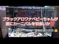 ブラックアロワナベビー1週間経過 8日目 🤗