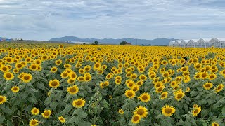 【花の海】100万本のひまわり🌻