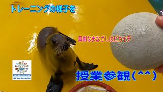 【アシカ】チナツちゃん授業参観(*'ω'*)（伊勢シーパラダイス／水族館）