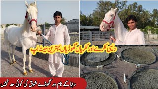 White nukra horse farming in Pakistan 2023