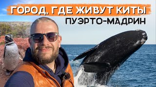 Невероятное приключение: Киты, пингвины, морские слоны и броненосец