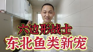 东北鱼类全能王，六边形战士，不跳做法，价格亲民，嘎嘎香！