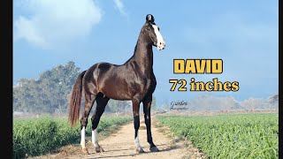 72 ਇੰਚ ਕਦ ਵਾਲਾ ਮਾਰਵਾੜੀ ਘੋੜਾ ਡੇਵਿਡ David India's Tallest Marwari Horse Part 1