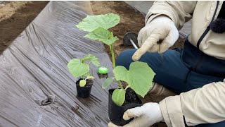 キュウリの育て方【植付けのコツ】病気に強い接ぎ木苗　21/4/9