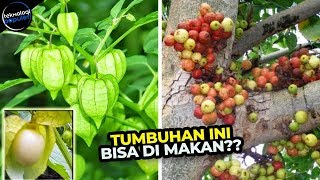 Kalian Pasti Ngga Asing Dengan Tanaman Ini! 10 Tumbuhan Ini Bisa Di Makan Lho,Ini Faktanya,..