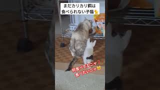 離乳食の子猫🐈