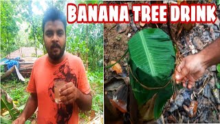 Banana Tree Drink - Banana tree Toddy - Primitive life - ഒടിഞ്ഞുവീണ വാഴയിൽ നിന്ന് ഒരു കിടിലൻ ജ്യൂസ്‌