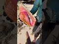 massive queen conch