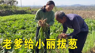 小丽回县城，老爸摘上亲手种的蔬菜，父女感情太好了【姑嫂一家亲】