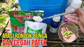 PENCEGAHAN RONTOK BUNGA DAN PATEK..!! PENYEMPROTAN KALSIUM DAN FUNGISIDA KONTAK SISTEMIK PADA CABE