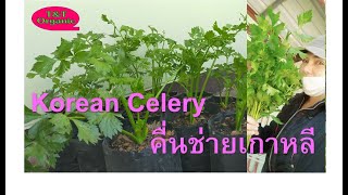 #คื่นช่ายเกาหลี #Koreancelery ปลูกใส่ถุงดำได้กินจริง #เก็บกินได้ตลอดทั้งปี ปลูกครั้งเดียวเก็บกินนาน