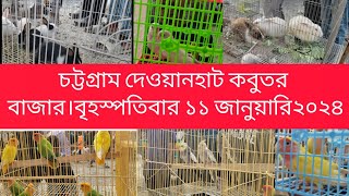 চট্টগ্রামে দেওয়ানহাট কবুতর বাজার।  বৃহস্পতিবার ১১ জানুয়ারি ২০২৪।