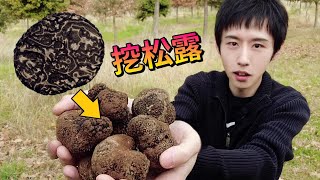 $2500一公斤的黑松露！挖起来是什么体验？The Truffle Farm Canberra！松露农场挖松露！堪培拉！世界三大珍味！【酷基拉】